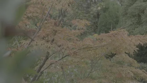 2026年印度资管巨头紧急叫停黄金申购，幕后真相